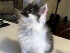 Подарю котёнка Сибирского Митиса объявление продам