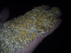 Продаётся зерно фуражное(пшеница,ячмень,овес,мука)