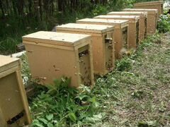 Пчелопакеты Карпатской породы