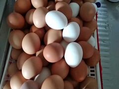 Яйца куриные, домашние,самовывоз