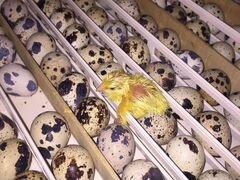 Инкубационные Яйца Перепелов