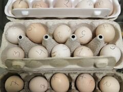 Инкубационное яйцо, петухи китайских шёлковых кур