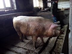 Продам свинью на мясо и сало