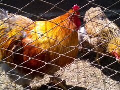 Суточные цыплята Брама. Инкубационное яйцо Брама