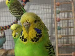 Ввп-выставочные волнистые попугаи чехи