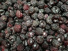 Малина черная (ежевика) ягоды