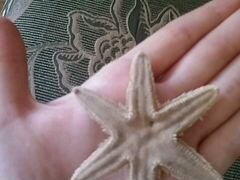 Морская звезда шестигранная