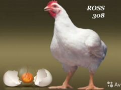 Цыплята бройлера "Росс-308"