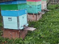 Пчелы, улья - всё для пчеловодства