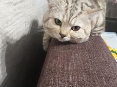 Котик на вязку