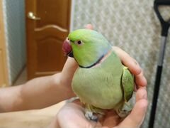 Продам попугая породы "Ожиреловые"