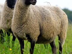 Овцы,бараны,романовской породы