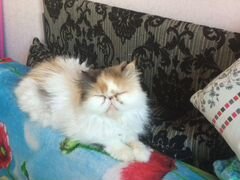 Персидская кошка.Вязка