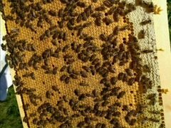 Качественные пчелопакеты -2020