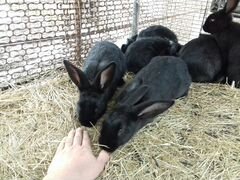 Кролики 2.5 месяца Русское серебро, Шиншилла