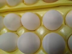 Инкубационное яйцо - кросс Ломан Уайт