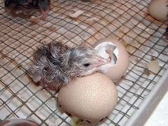 Инкубационное яйцо цесарки. Цесарята