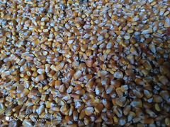 Кукуруза, ячмень, пшеница