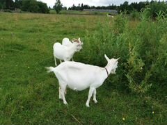 Козлики от высокоудойной козы
