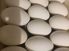 Яйца Гусей Линда крупная для инкубации