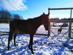 Конь породы русская рысистая 2 года