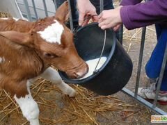Телочка от молочной коровы