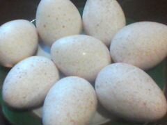 Продам инкубационные яйца индейки