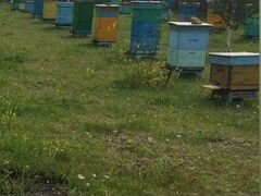 Продам пчёлосемьи, мёд