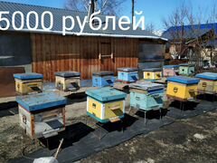 Продам улья и пчелосемьи