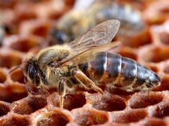 Пчелы. Пчелосемьи