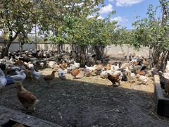Домашние цыплята