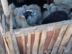 Овцы и бараны продам