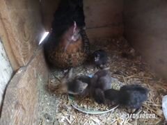 Курочка и 4 цыпленка
