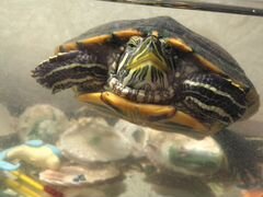 Черепаха красноухая водоплавающая 2,5 года