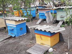 Продажа пчёл, семьи пчёл