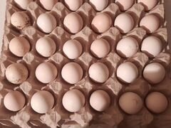 Яйца для инкубации