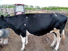 Корова с откорма яловая голштинской породы