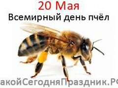 Неплодные роевые пчеломатки 26.05.2020 (джентер.)