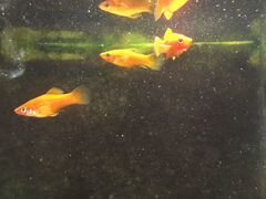 Меченосцы аквариумные, красно-золотые. Месяц от ро