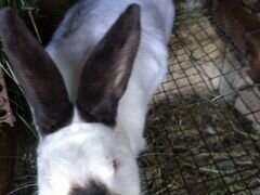 Кролик с крольчатами