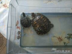Красноухие черепахи с акватеррариумом