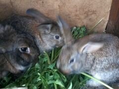 Кролики Фландр
