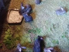 Крольчата разных возрастов