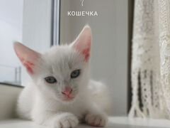 Белые котята - в добрые руки