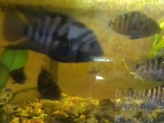 Рыбки цихлозома чернополосая