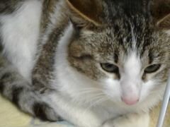 Молодой ласковый кот Бисер