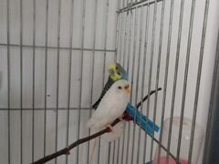 Волнистые попугаи пара