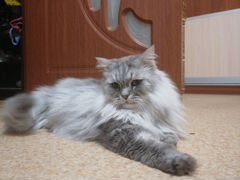 Персидский кот Ваня