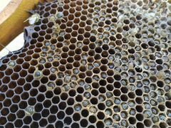 Рамки пчелиные, ульи и медогонка