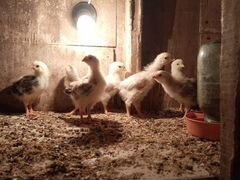 Продам цыплят от домашних кур вывод 26.05,16.06.В